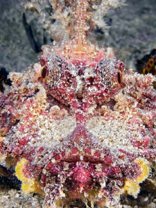 "Red Sea Walkman"

Taken at El Quadim Bay, El Quseir. by Henry Jager 